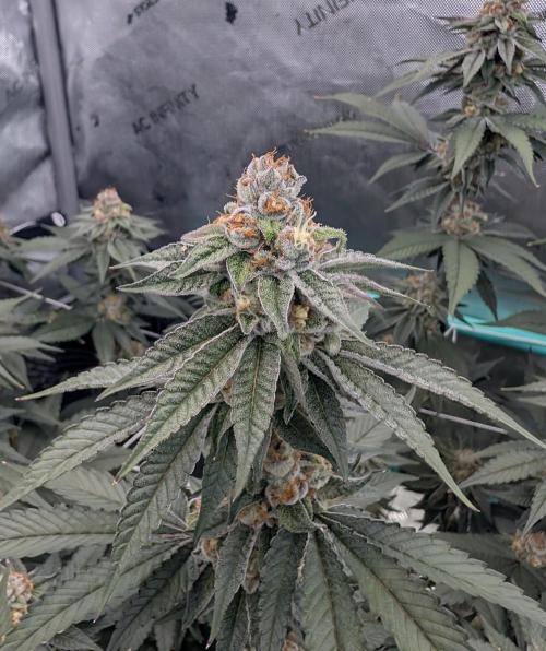 BeLeaf Mamas and Papas. Week 6 - D41