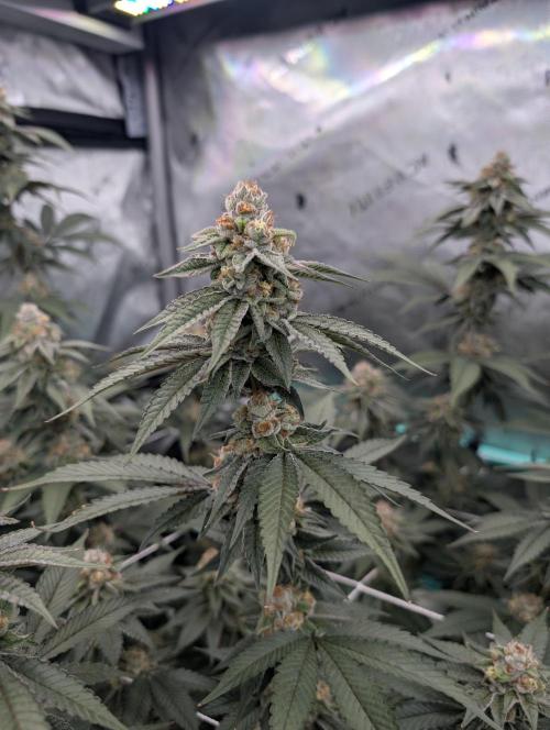 BeLeaf Mamas and Papas. Week 6 - D41