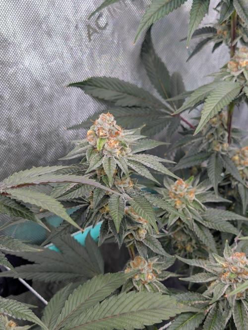 BeLeaf Mamas and Papas. Week 6 - TJ D41