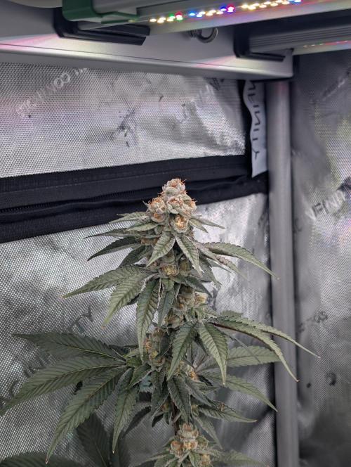 BeLeaf Mamas and Papas. Week 6 - TJ D41