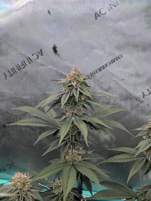 BeLeaf Mamas and Papas. Week 6 - TJ D41