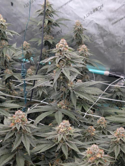 BeLeaf Mamas and Papas. Week 6 - D41