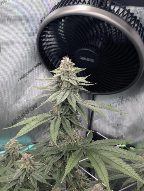 BeLeaf Mamas and Papas. Week 6 - Truffaloha D41