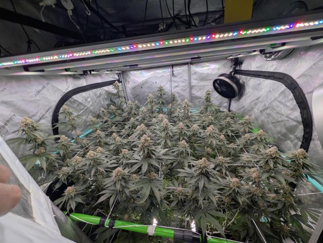 BeLeaf Mamas and Papas. Week 7 - D43