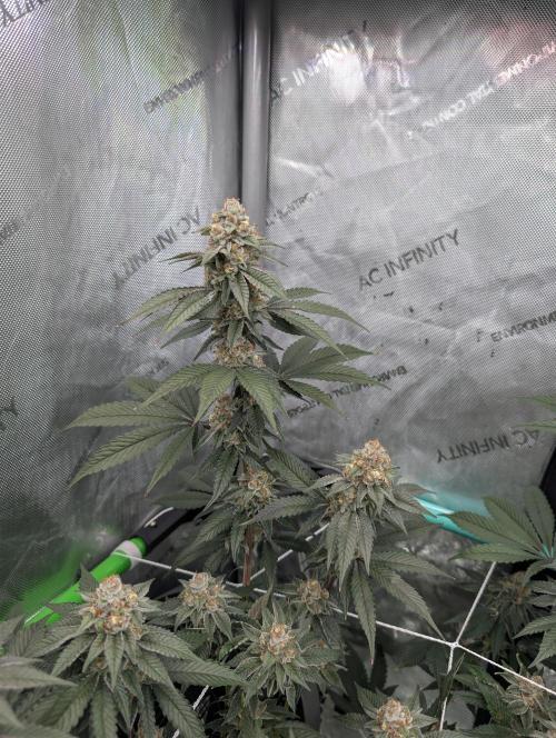 BeLeaf Mamas and Papas. Week 7 - D43