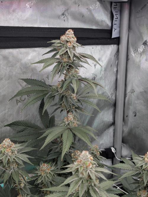 BeLeaf Mamas and Papas. Week 7 - D43