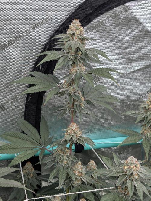 BeLeaf Mamas and Papas. Week 7 - D43