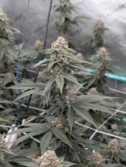 BeLeaf Mamas and Papas. Week 7 - D43