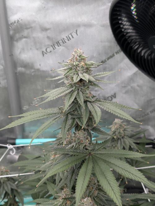 BeLeaf Mamas and Papas. Week 7 - D43