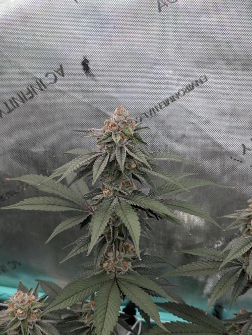 BeLeaf Mamas and Papas. Week 7 - D43