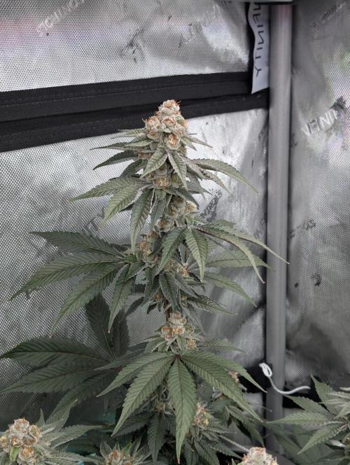 BeLeaf Mamas and Papas. Week 7 - D43