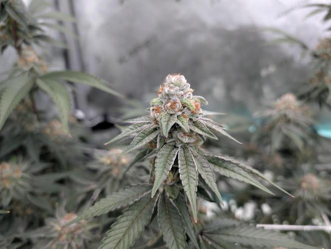 BeLeaf Mamas and Papas. Week 7 - D43