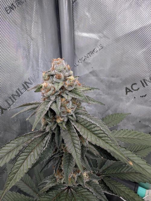 BeLeaf Mamas and Papas. Week 7 - D43