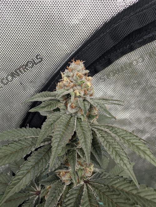 BeLeaf Mamas and Papas. Week 7 - D43