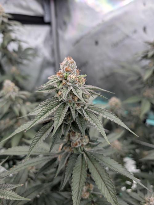 BeLeaf Mamas and Papas. Week 7 - D43