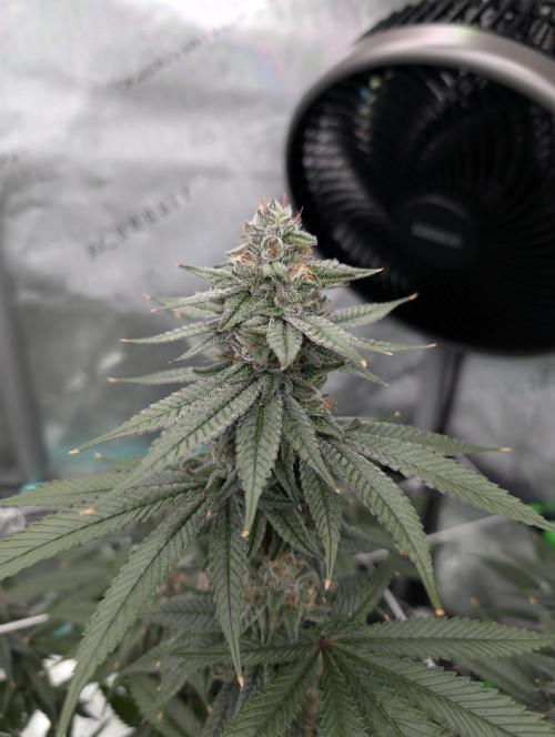 BeLeaf Mamas and Papas. Week 7 - D43