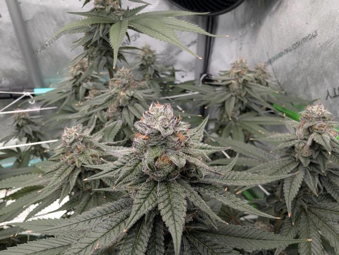 BeLeaf Mamas and Papas. Week 7 - D43