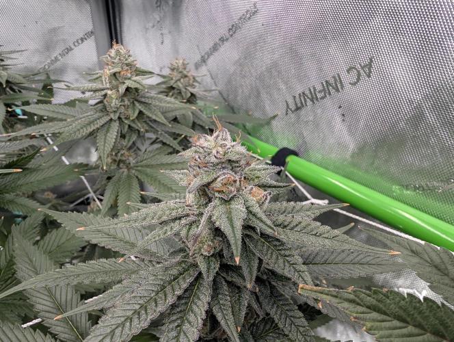 BeLeaf Mamas and Papas. Week 7 - D43