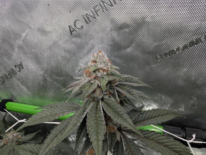 BeLeaf Mamas and Papas. Week 7 - D43