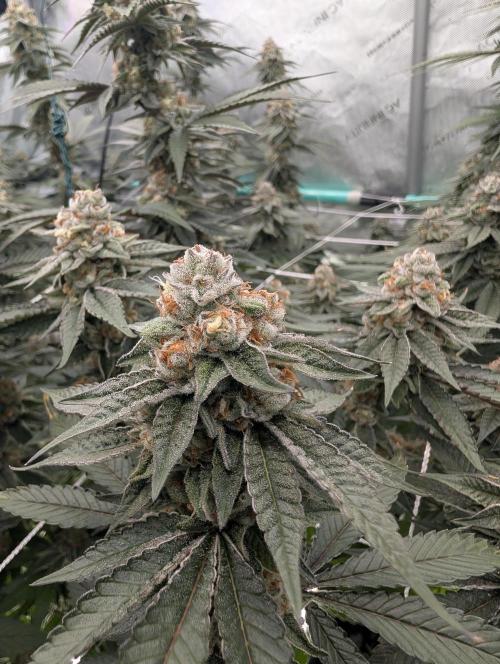 BeLeaf Mamas and Papas. Week 7 - D43