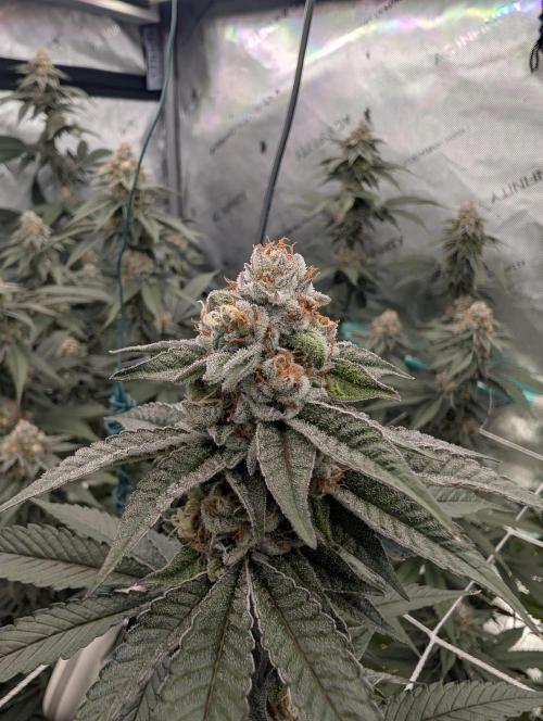 BeLeaf Mamas and Papas. Week 7 - D43