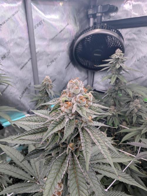 BeLeaf Mamas and Papas. Week 7 - D43