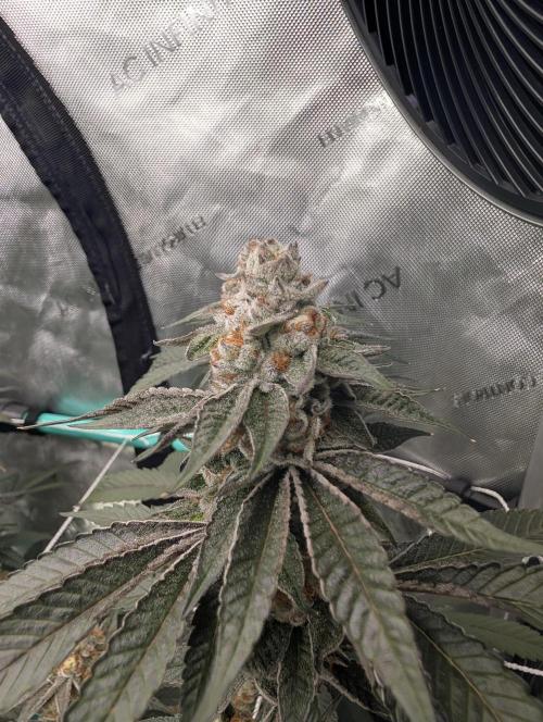 BeLeaf Mamas and Papas. Week 7 - D44