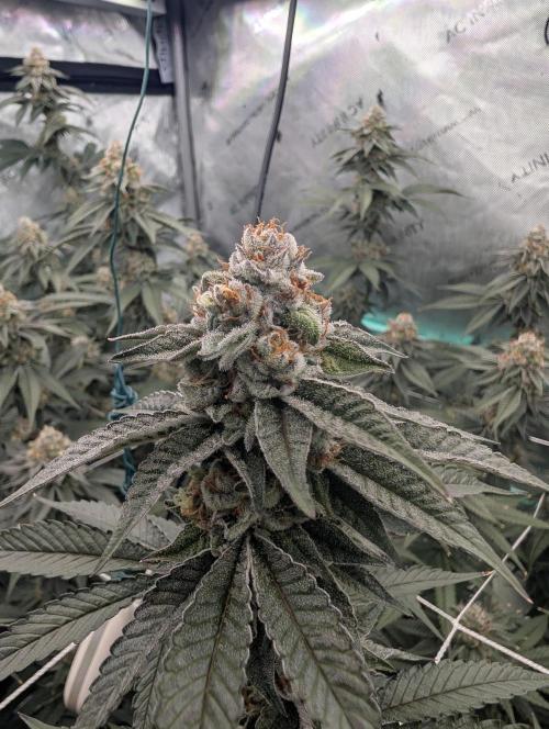 BeLeaf Mamas and Papas. Week 7 - D44