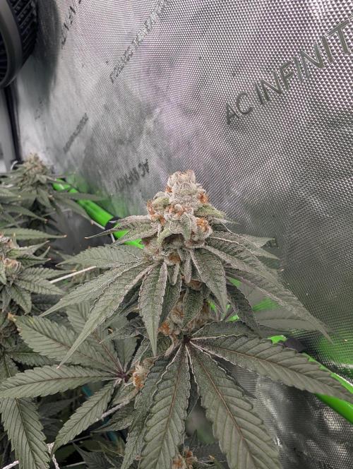 BeLeaf Mamas and Papas. Week 7 - D44