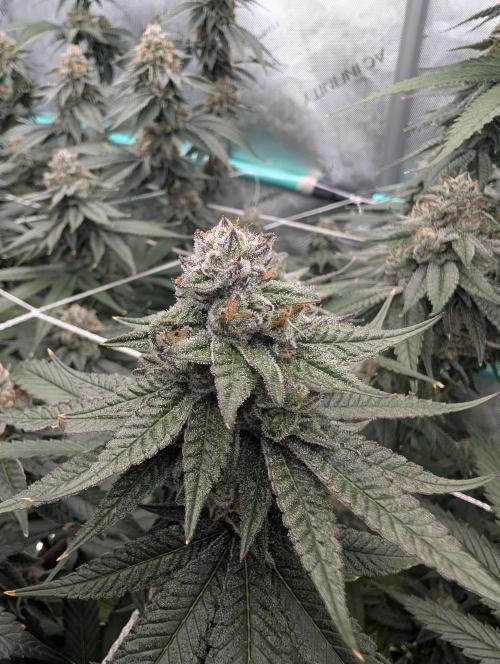 BeLeaf Mamas and Papas. Week 7 - D44