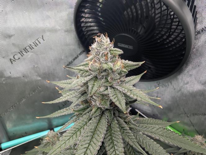 BeLeaf Mamas and Papas. Week 7 - D44