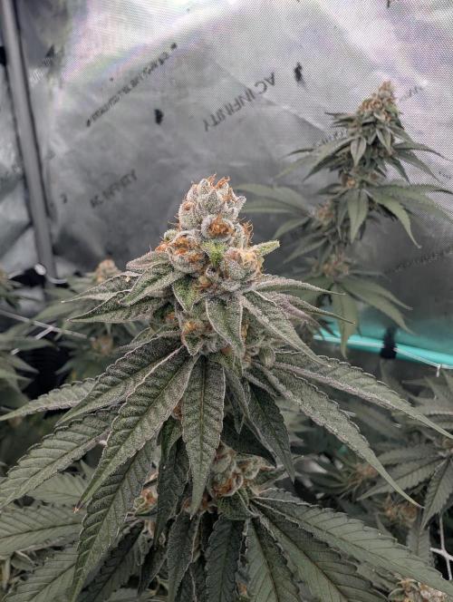 BeLeaf Mamas and Papas. Week 7 - D44