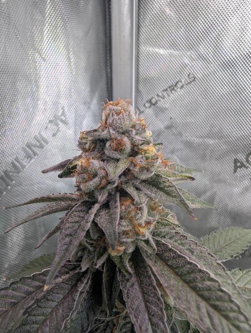 BeLeaf Mamas and Papas. Week 7 - D44