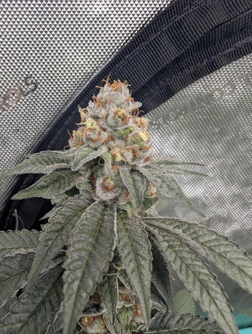 BeLeaf Mamas and Papas. Week 7 - D44