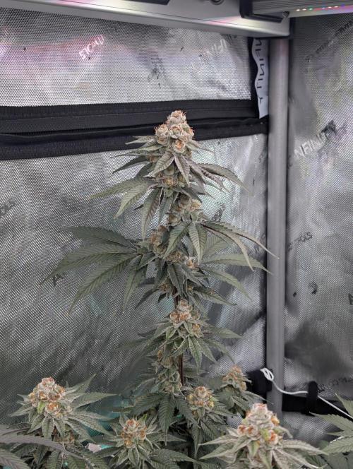 BeLeaf Mamas and Papas. Week 7 - D44