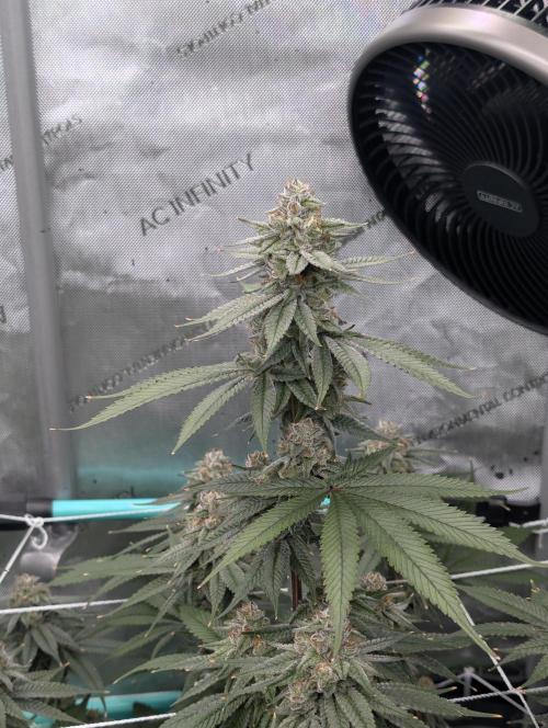 BeLeaf Mamas and Papas. Week 7 - D44