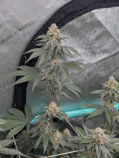 BeLeaf Mamas and Papas. Week 7 - D44