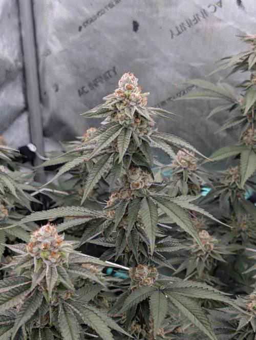 BeLeaf Mamas and Papas. Week 7 - D44