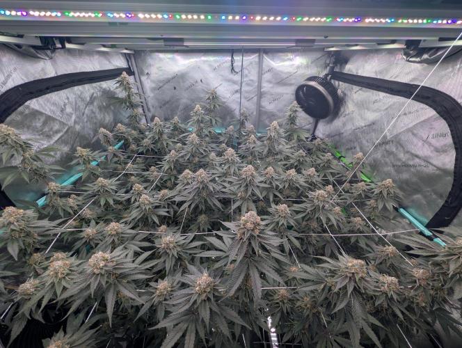 BeLeaf Mamas and Papas. Week 7 - D44