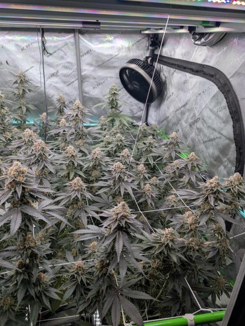 BeLeaf Mamas and Papas. Week 7 - D46