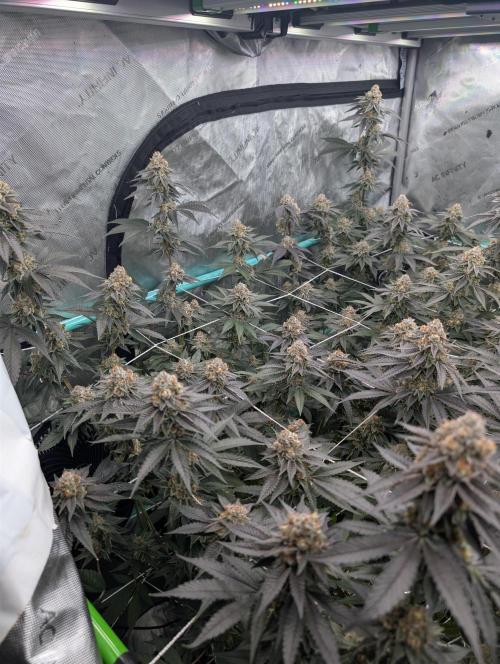 BeLeaf Mamas and Papas. Week 7 - D46