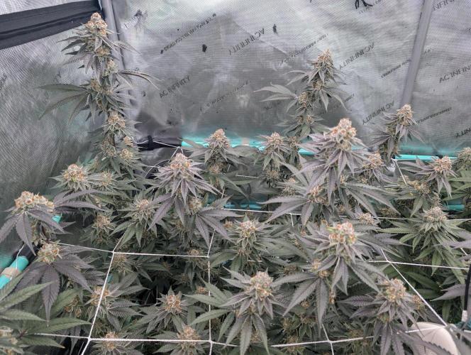 BeLeaf Mamas and Papas. Week 7 - D46