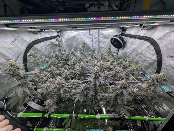 BeLeaf Mamas and Papas. Week 7 - D46