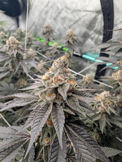 BeLeaf Mamas and Papas. Week 7 - D46