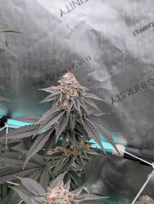 BeLeaf Mamas and Papas. Week 7 - D46