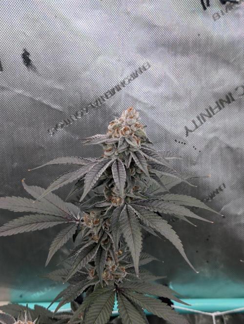 BeLeaf Mamas and Papas. Week 7 - D46