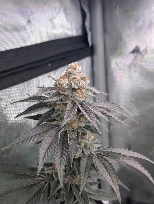 BeLeaf Mamas and Papas. Week 7 - D46