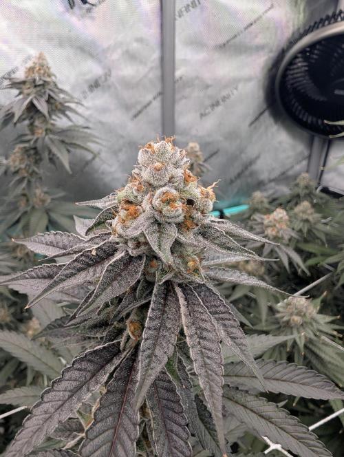 BeLeaf Mamas and Papas. Week 7 - D46