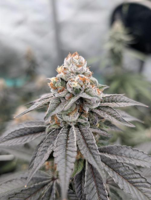 BeLeaf Mamas and Papas. Week 7 - D46