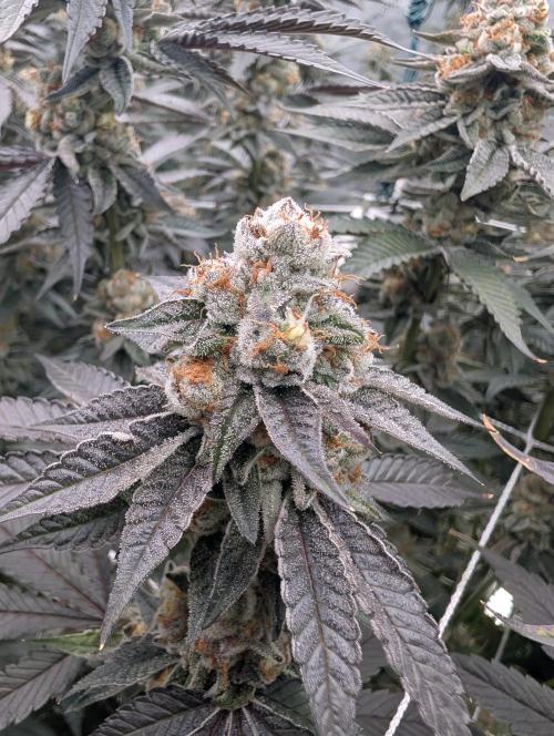 BeLeaf Mamas and Papas. Week 7 - D46